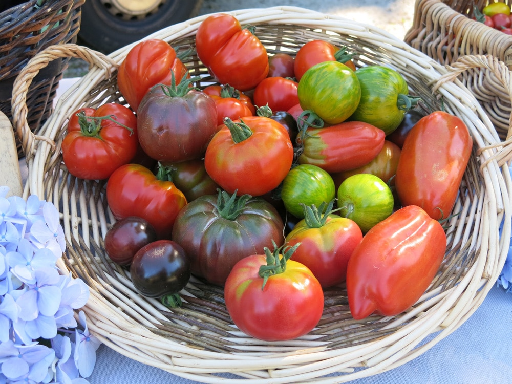 Panier tomates anciennes